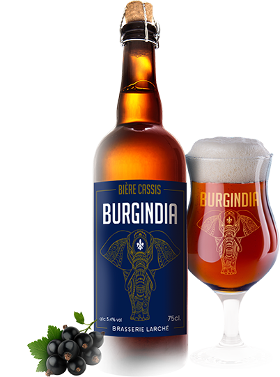 Burgindia Cassis